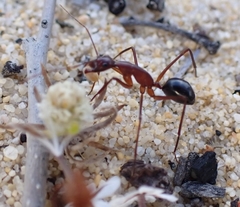 Camponotus rufus