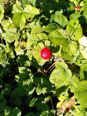 Potentilla indica