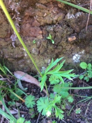 Geum quellyon