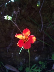 Geum quellyon
