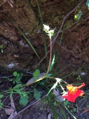 Geum quellyon