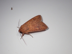 Mythimna pallidicosta