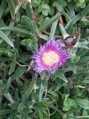 Delosperma cooperi