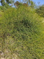 Ephedra tweedieana