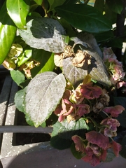 Erysiphe begoniicola