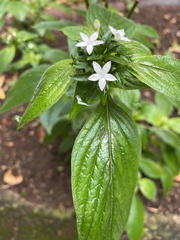 Pentas micrantha