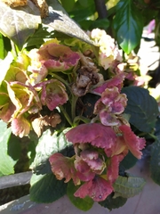 Erysiphe begoniicola