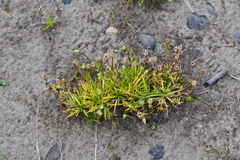 Sagina saginoides