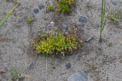 Sagina saginoides