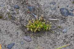 Sagina saginoides
