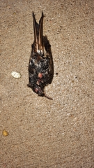 Certhia americana