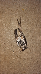 Certhia americana