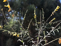 Crotalaria juncea