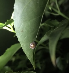 Solanophila paykullii