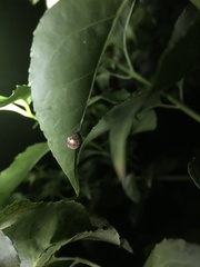 Solanophila paykullii