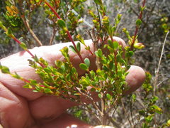 Stylapterus fruticulosus