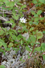 Stellaria ciliatosepala
