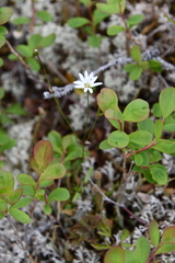 Stellaria ciliatosepala