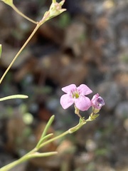 Stenotis asperuloides