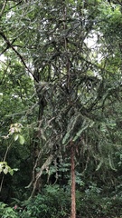 Araucaria angustifolia