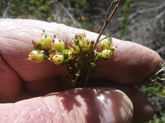 Stylapterus fruticulosus