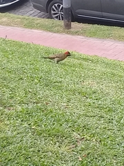 Colaptes melanochloros