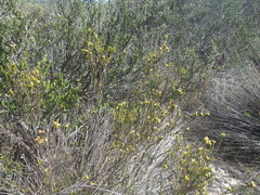 Stylapterus fruticulosus