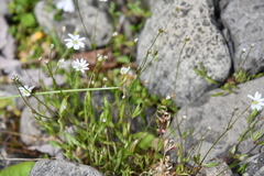 Stellaria ciliatosepala