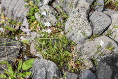 Stellaria ciliatosepala
