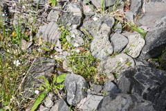 Stellaria ciliatosepala