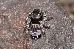 Maratus lobatus