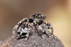 Maratus lobatus