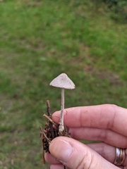 Cortinarius hemitrichus