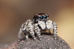 Maratus lobatus