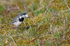 Motacilla alba