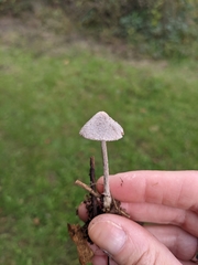 Cortinarius hemitrichus
