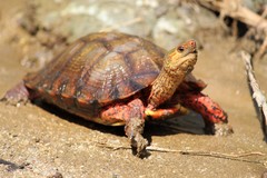 Rhinoclemmys pulcherrima rogerbarbouri