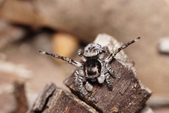 Maratus lobatus