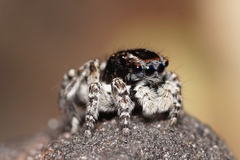 Maratus lobatus