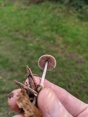 Cortinarius hemitrichus