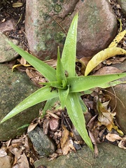 Bulbine latifolia latifolia