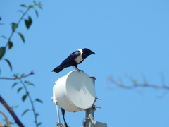 Corvus albus