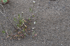 Stellaria ciliatosepala