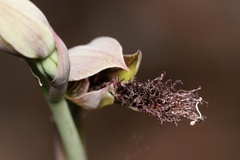 Calochilus uliginosus