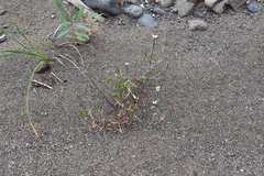 Stellaria ciliatosepala
