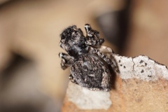 Maratus lobatus
