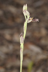 Calochilus uliginosus