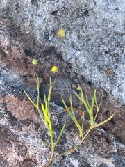 Cotula filifolia