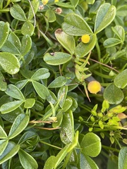 Cotula filifolia