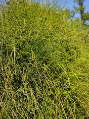 Ephedra tweedieana